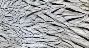 Silver Pheasant Cheeks 12 Feathers