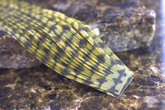 Snake River Fly Lazer Legs