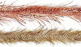 Tri-Lobal Hackle - Veniard