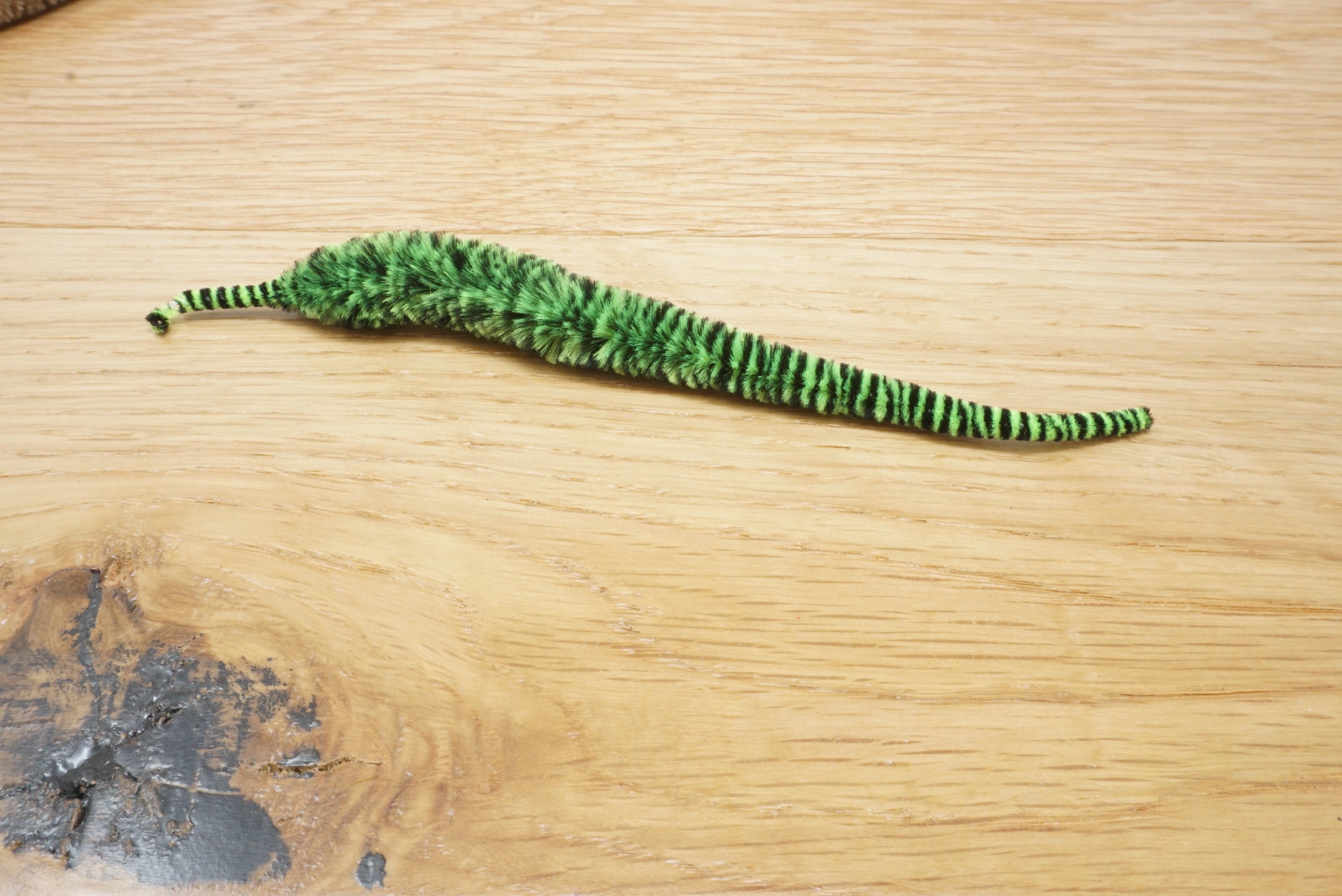 Variegated Mini Mangum Dragon Tail