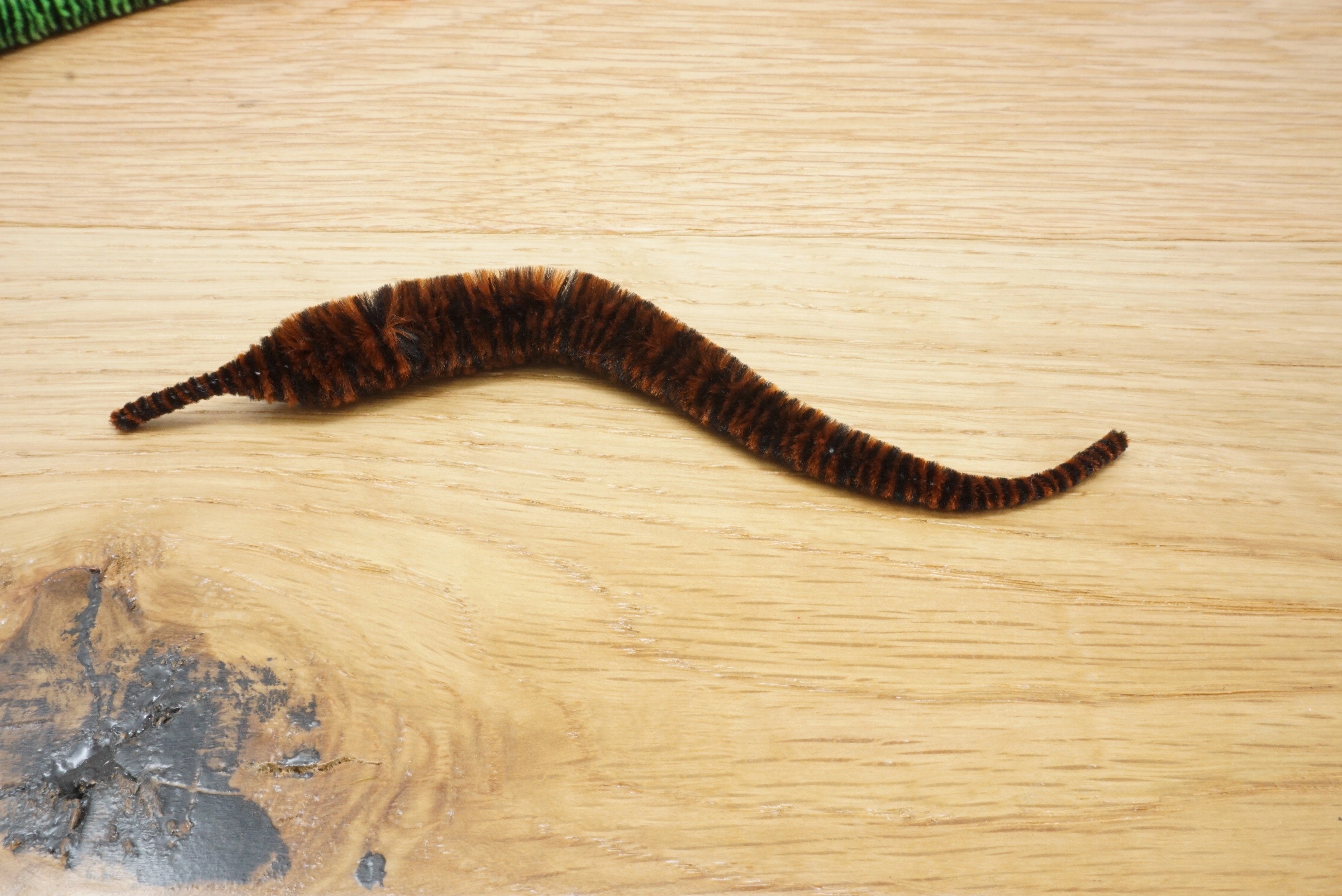Variegated Mini Mangum Dragon Tail
