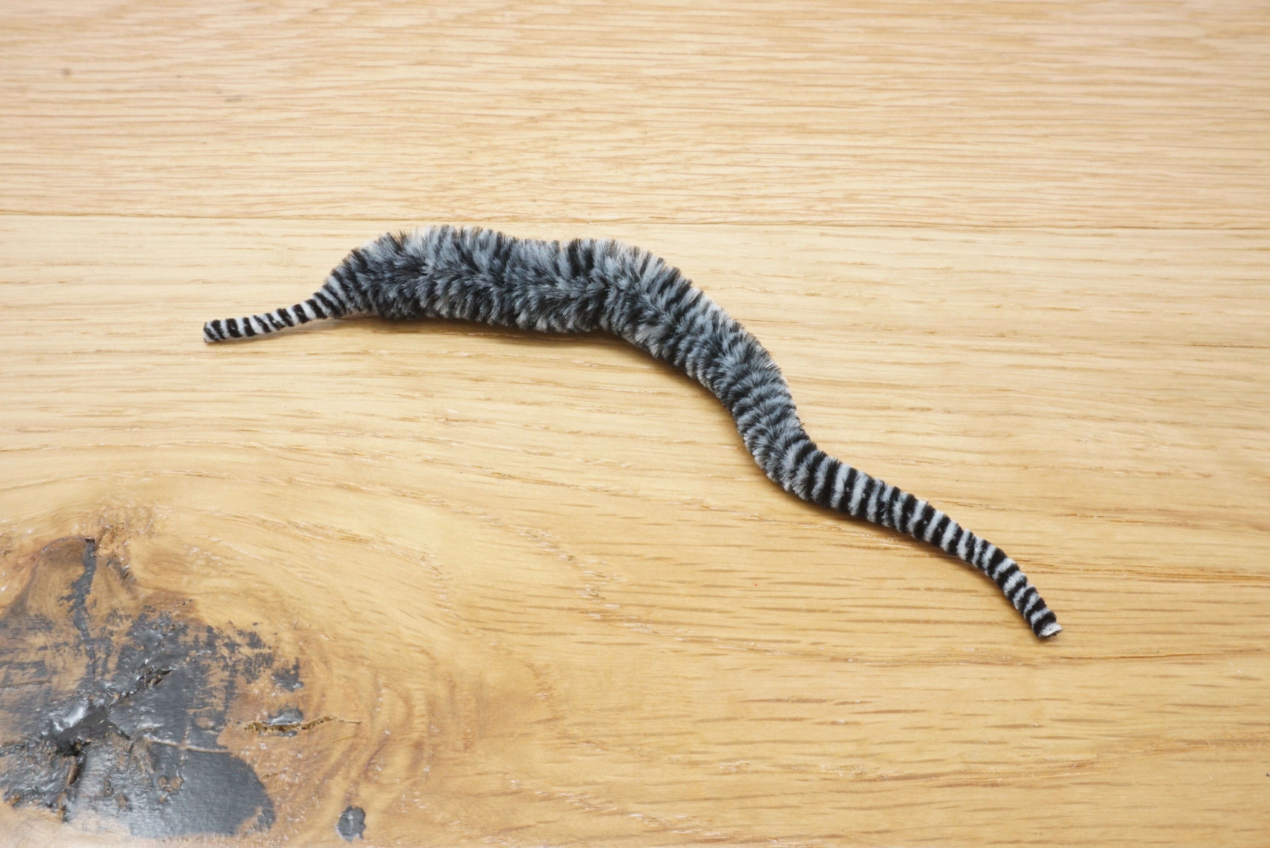 Variegated Mini Mangum Dragon Tail