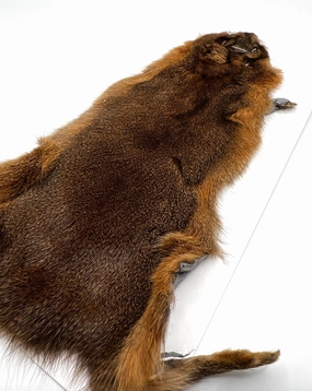 Wapsi Pine Squirrel Skin