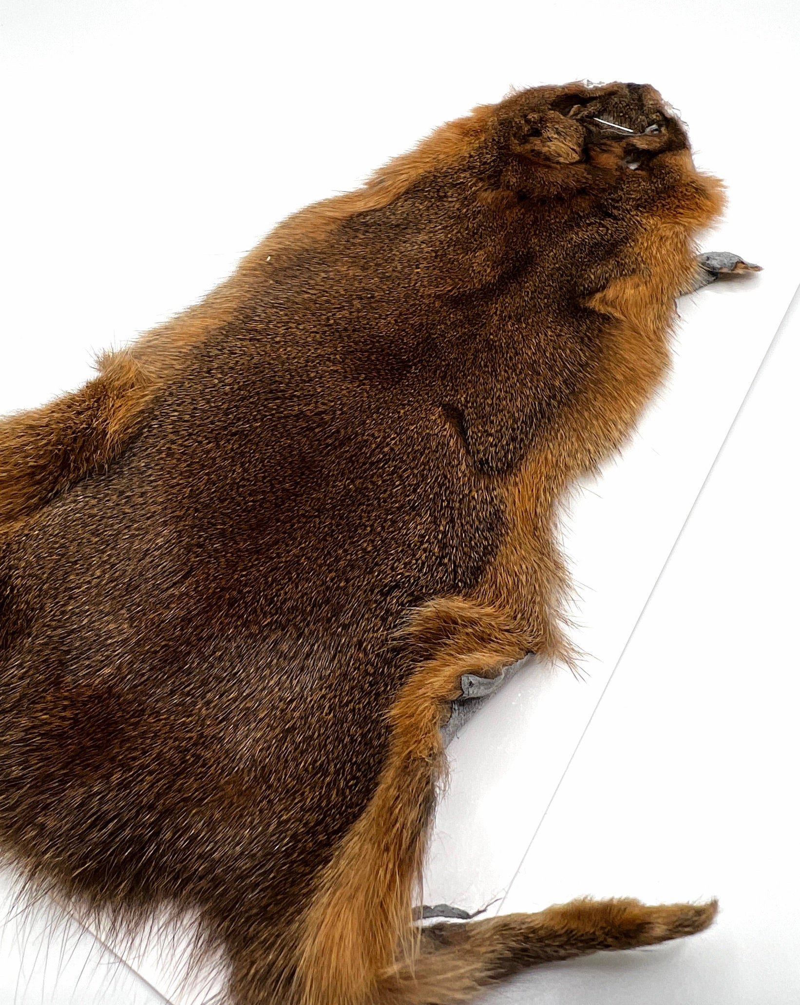 Wapsi Pine Squirrel Skin