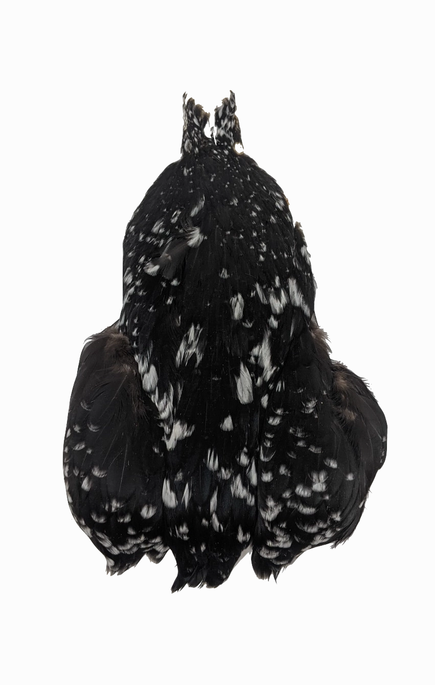 Whiting 4 B Hen Cape