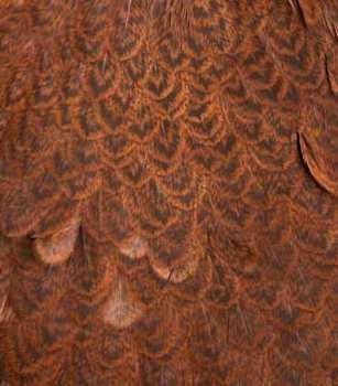 Whiting Brahma Hen Saddle