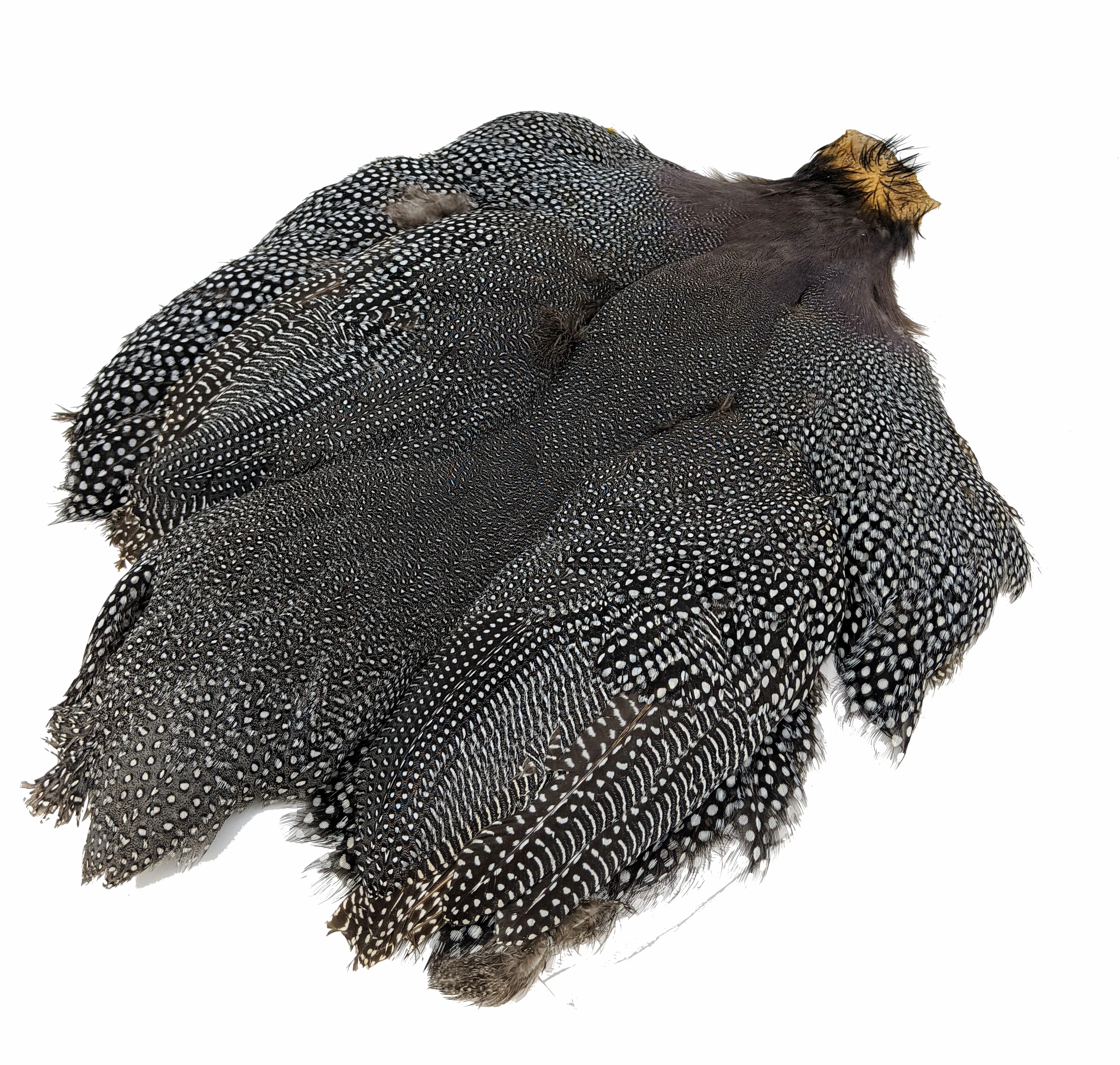 Whiting Guinea Fowl Medium Natural Gray Speckled